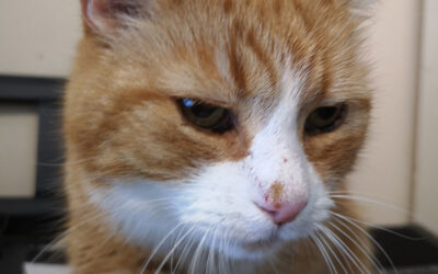 Mitt sista minne av Chili