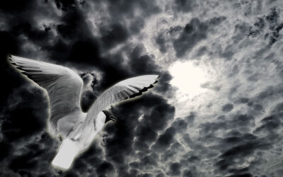 Anders mås – digital komposition