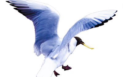 Anders mås – en tecknad version