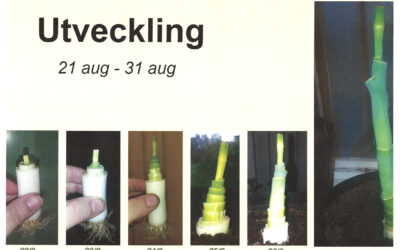 Låt purjolöken återväxa