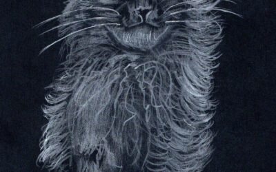 Dag 8 – Maine Coon på svart